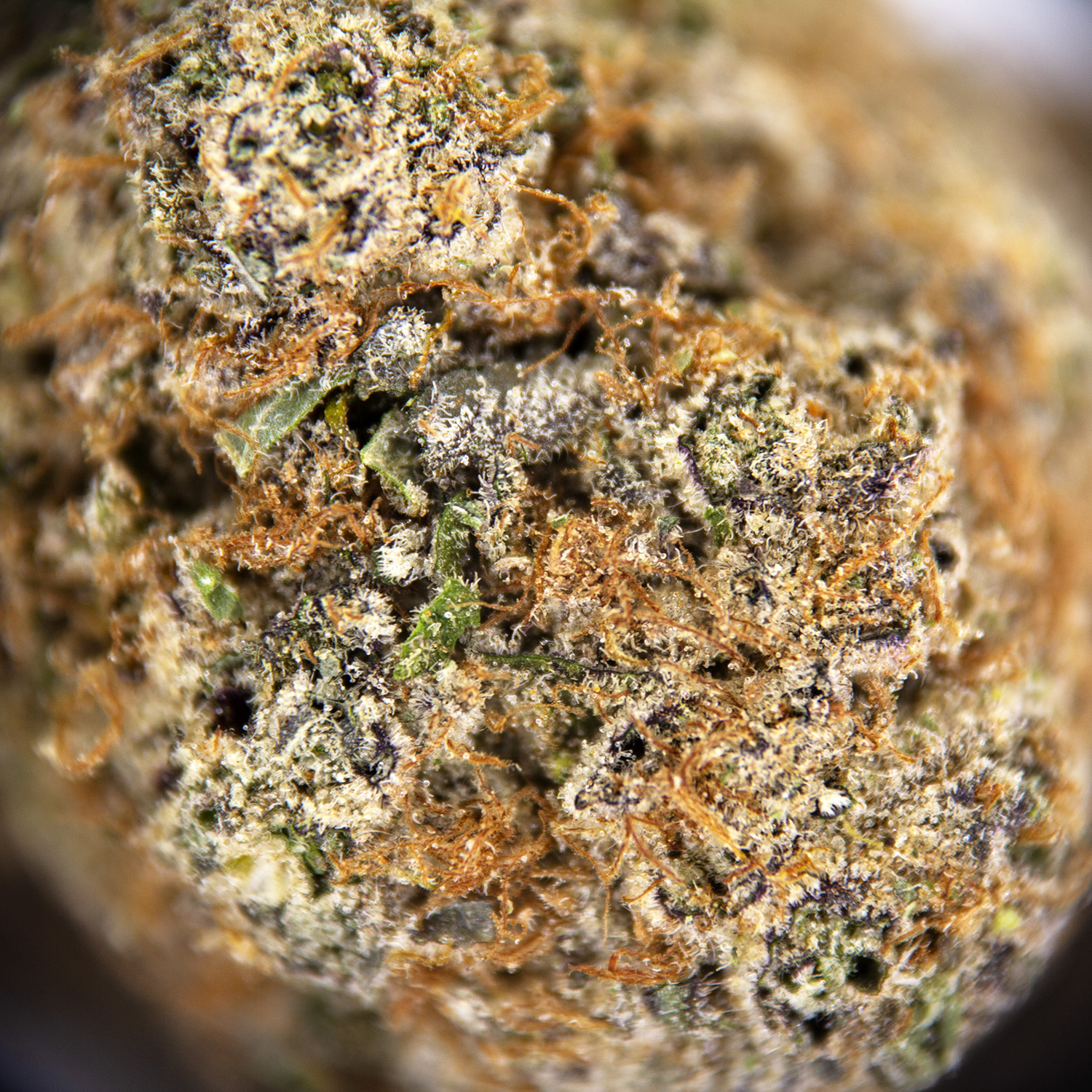 Gelato #33 AAA+ - Image 2
