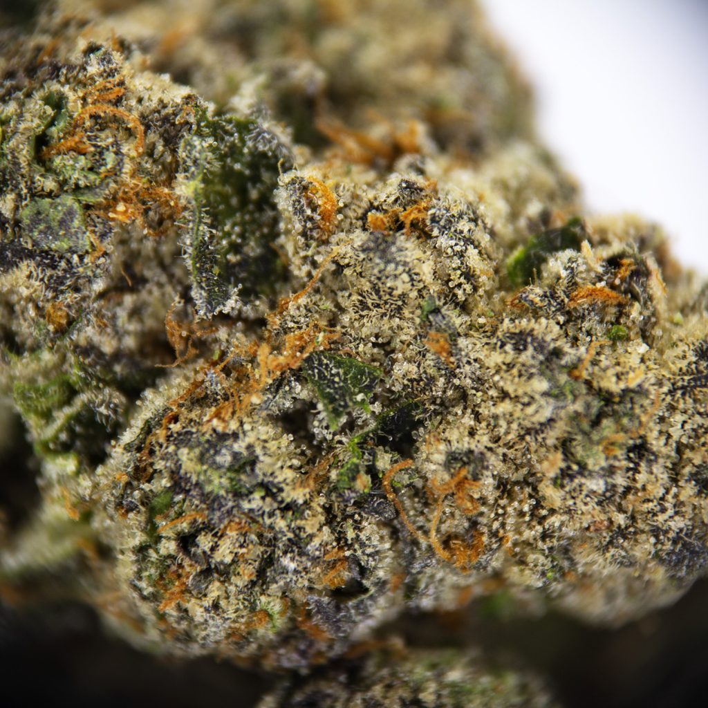 Rocket Chronic