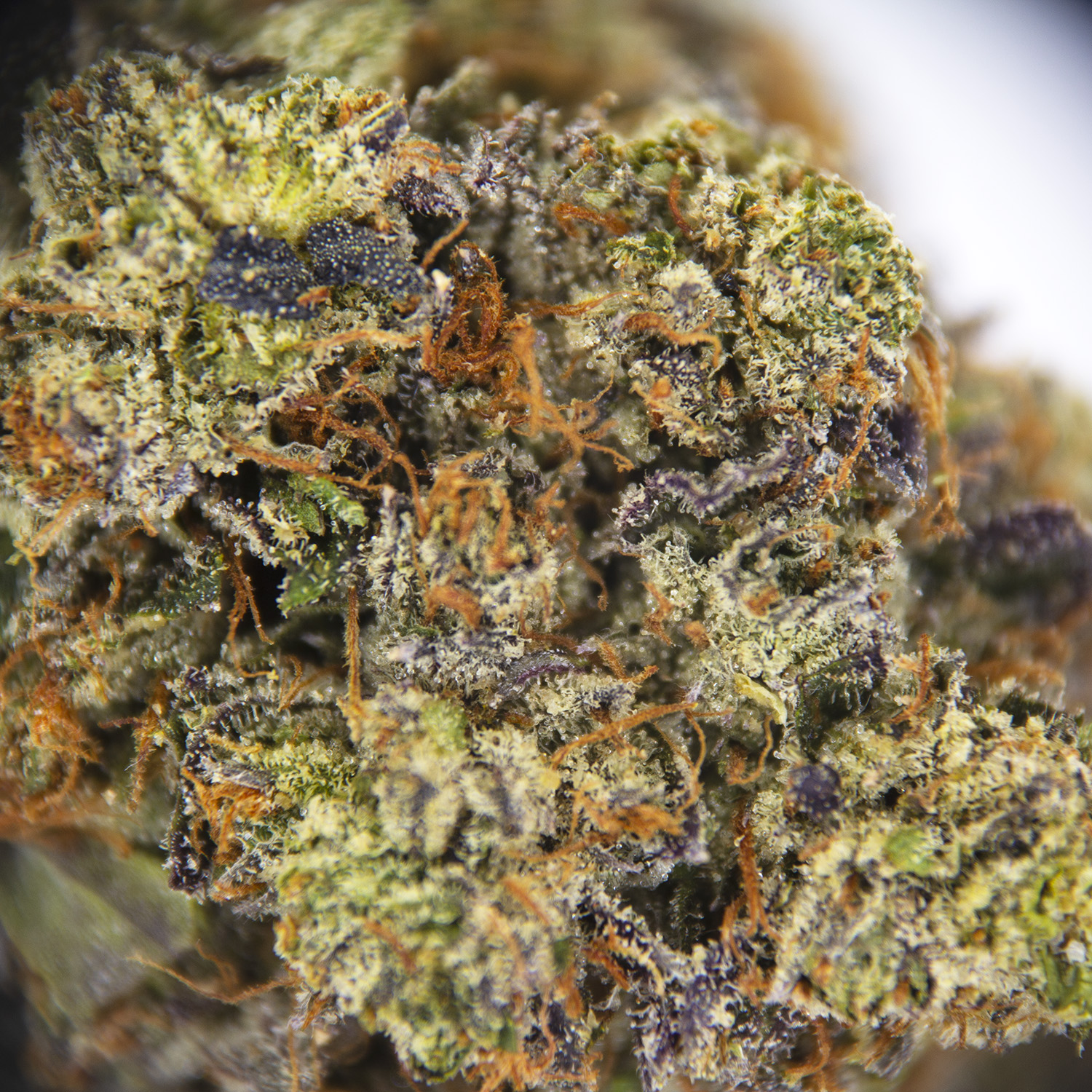 Hindu Kush AAA - Image 3