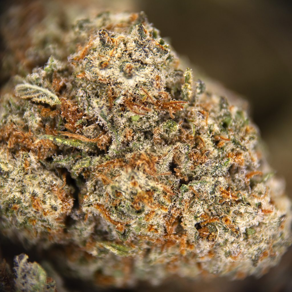 Rocket Chronic