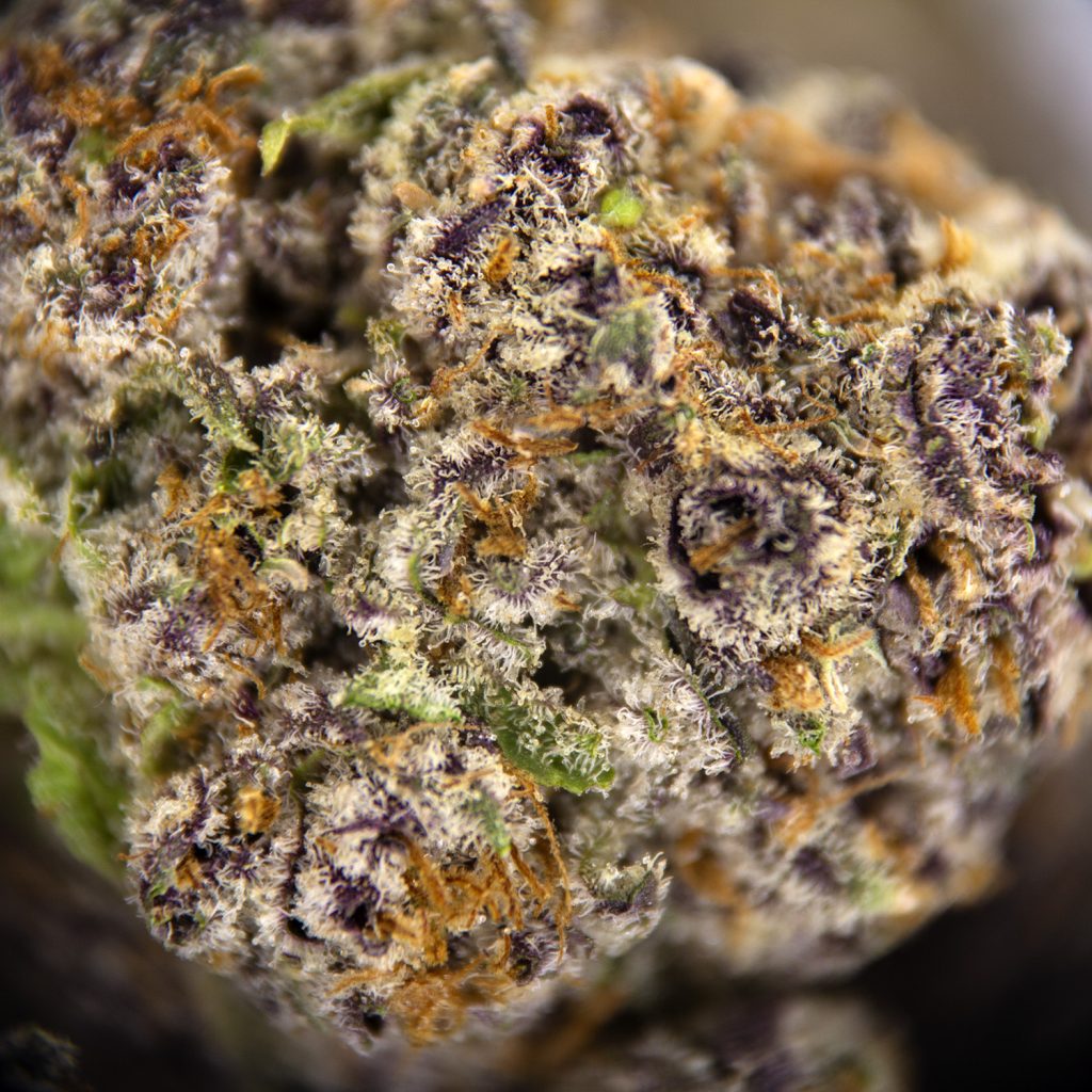 Rocket Chronic