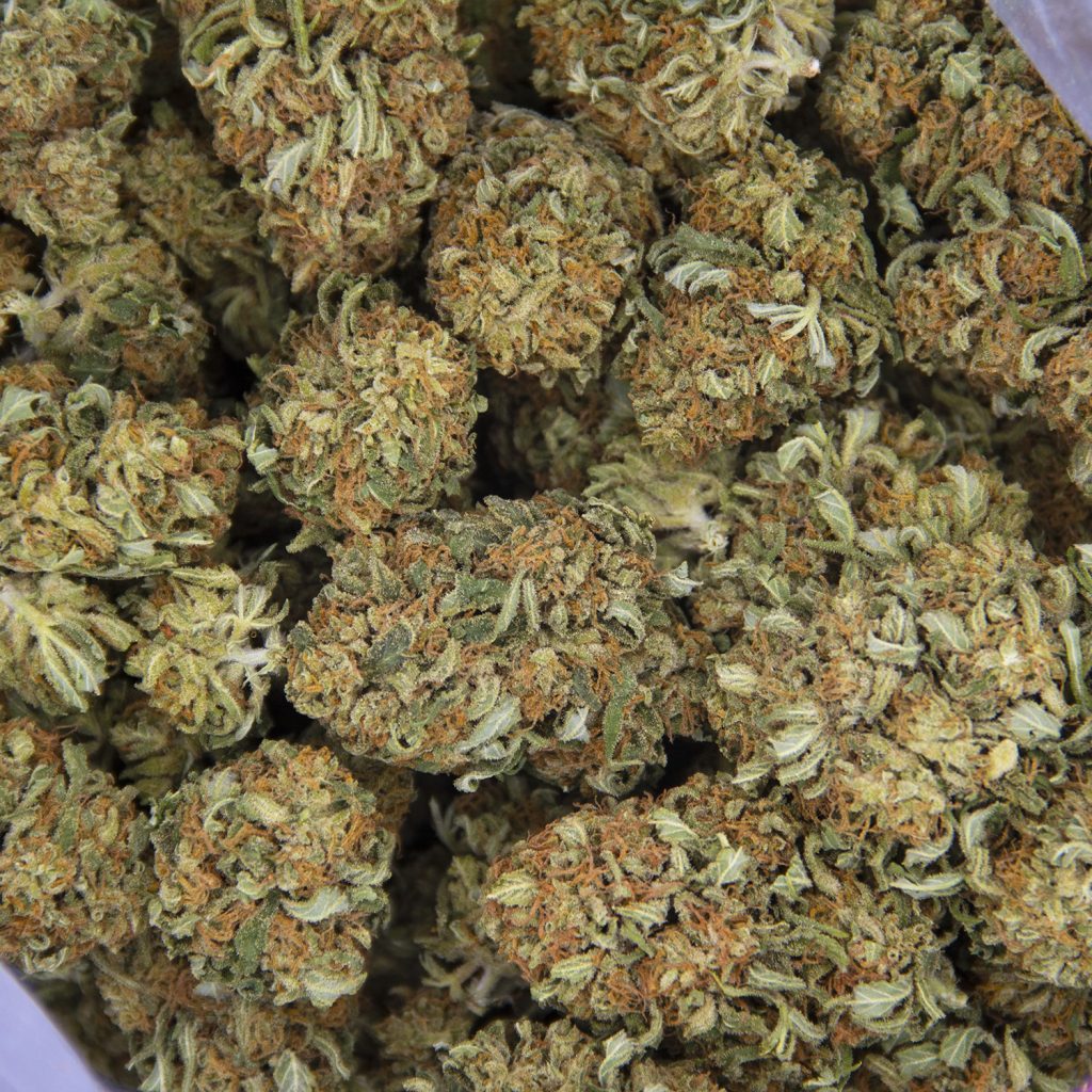 Rocket Chronic