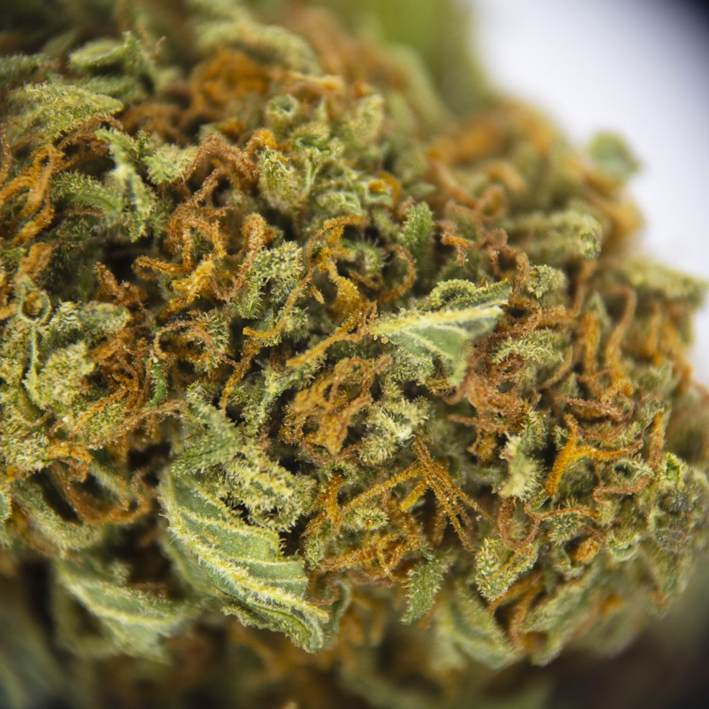 Rocket Chronic