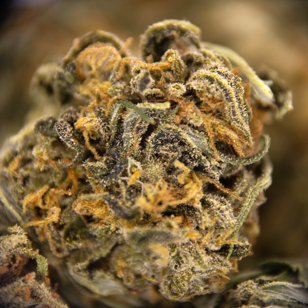 Rocket Chronic