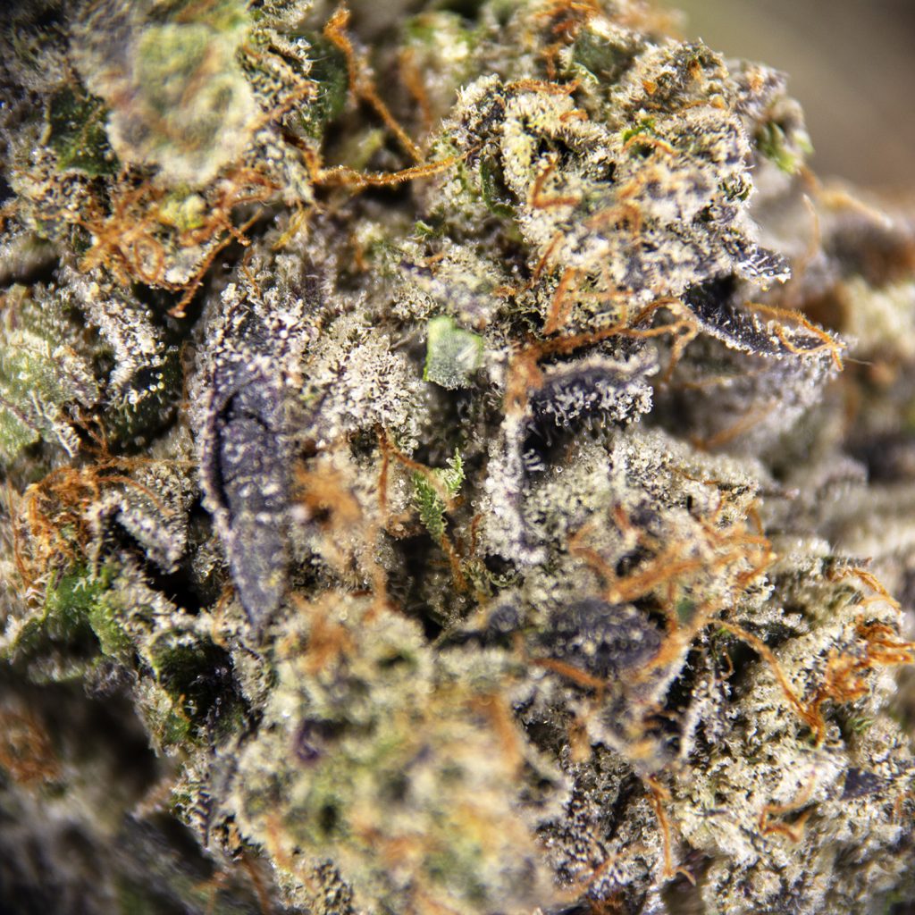 Rocket Chronic