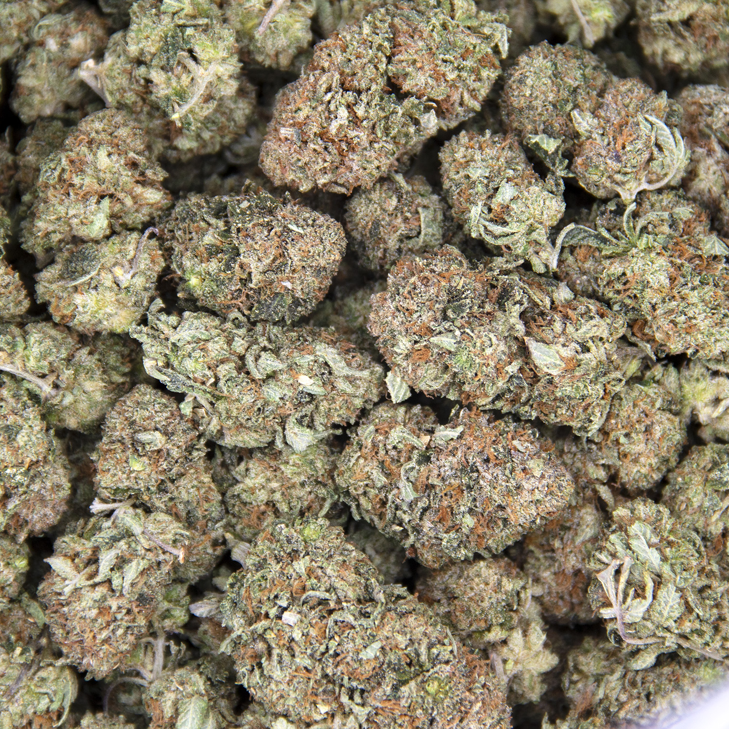 Rockstar Tuna (mediums) AA+ - Image 2