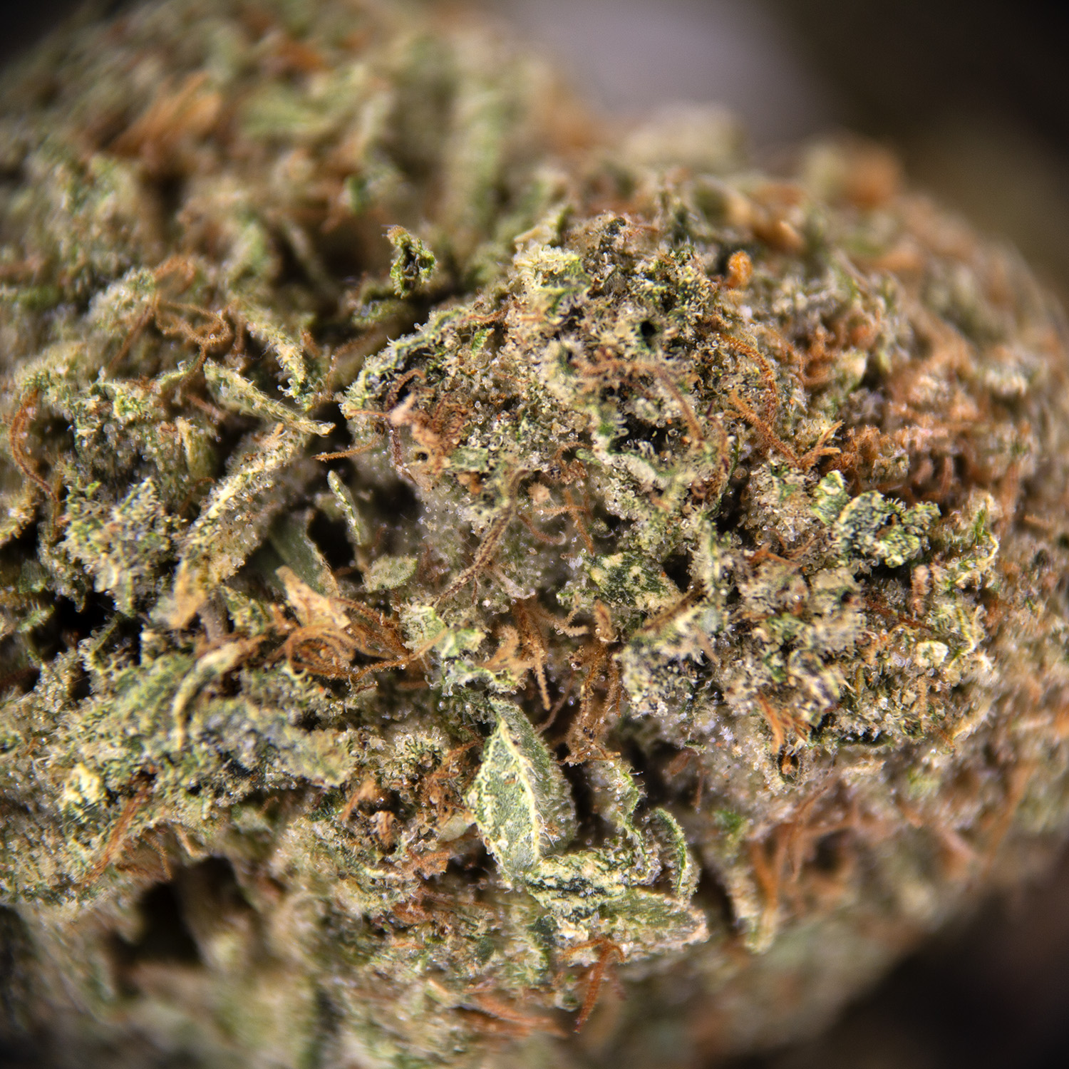 Rockstar Tuna (mediums) AA+ - Image 3