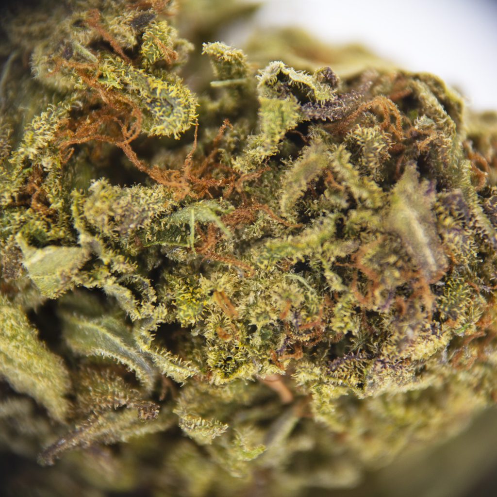 Rocket Chronic