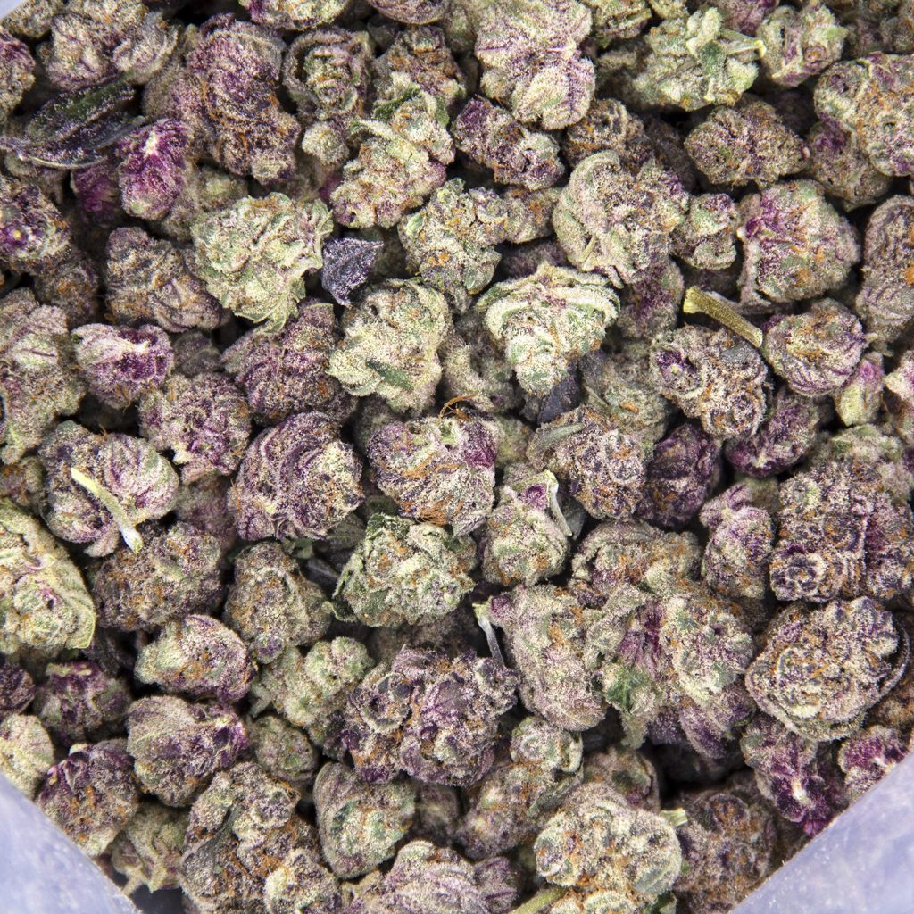 Rocket Chronic