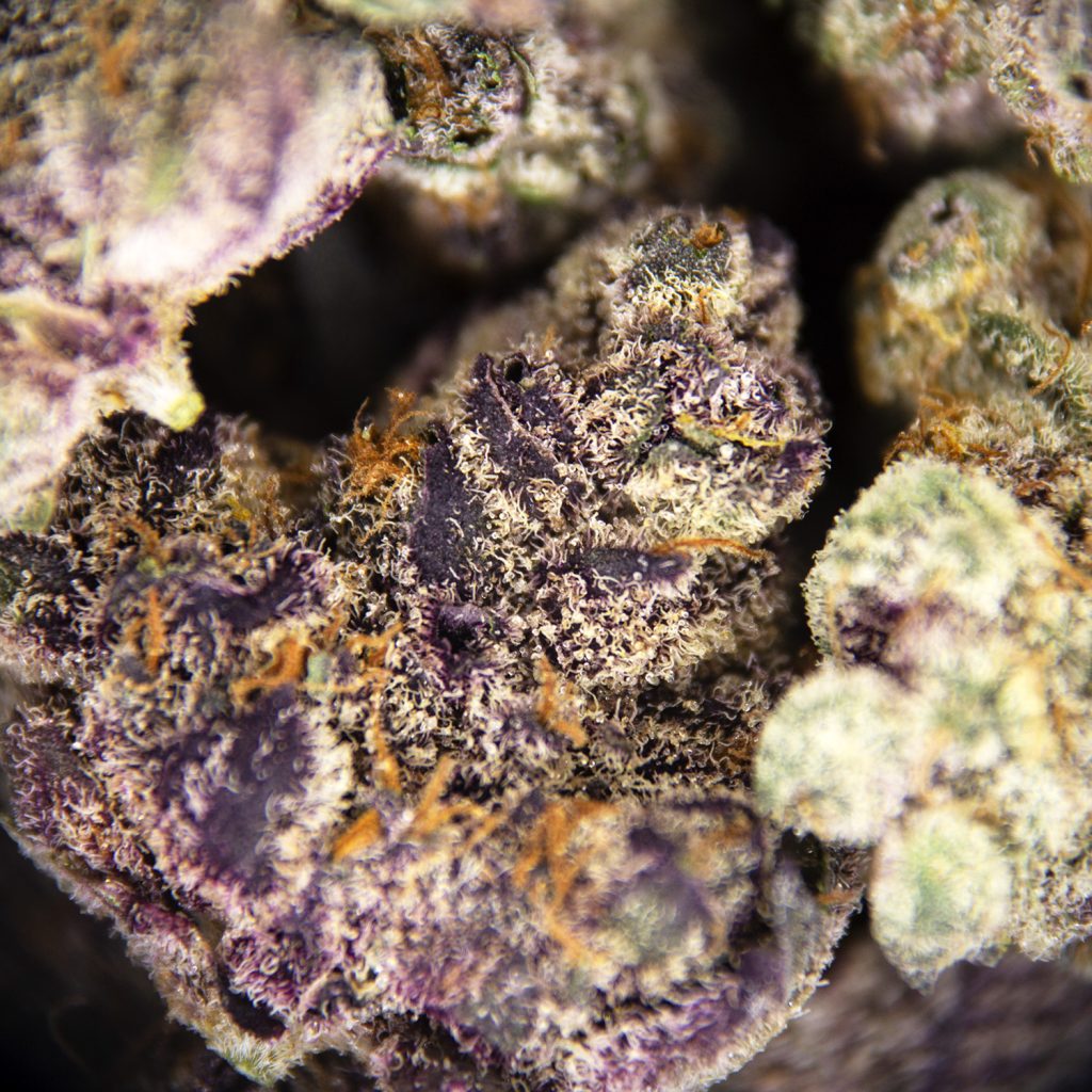 Rocket Chronic