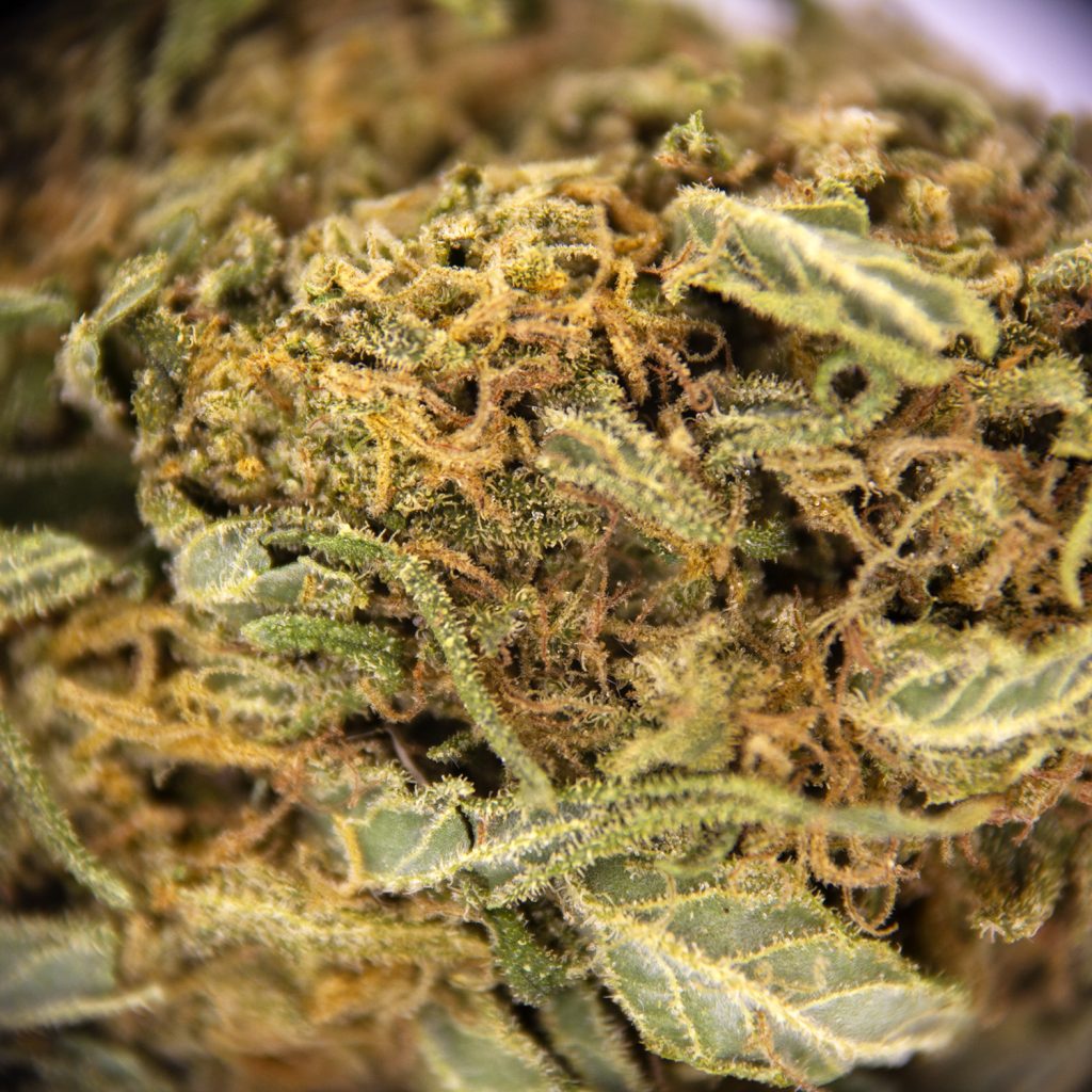 Rocket Chronic
