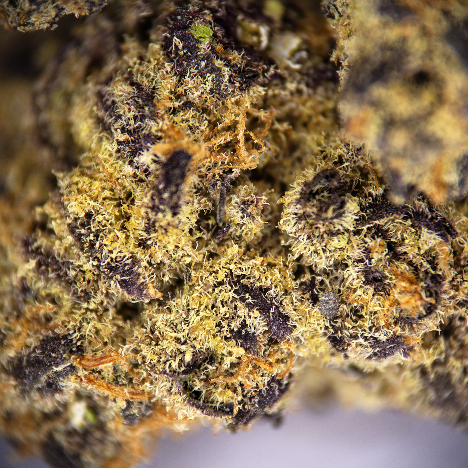 Tangie Dream (mediums) AA+ - Image 2
