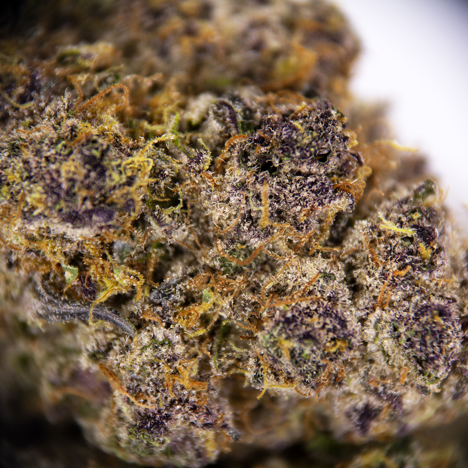 Blue Dream AAA - Image 3