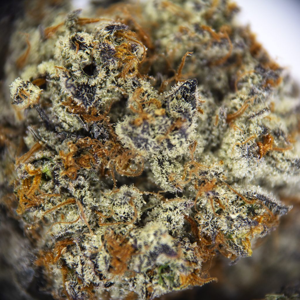 Rocket Chronic