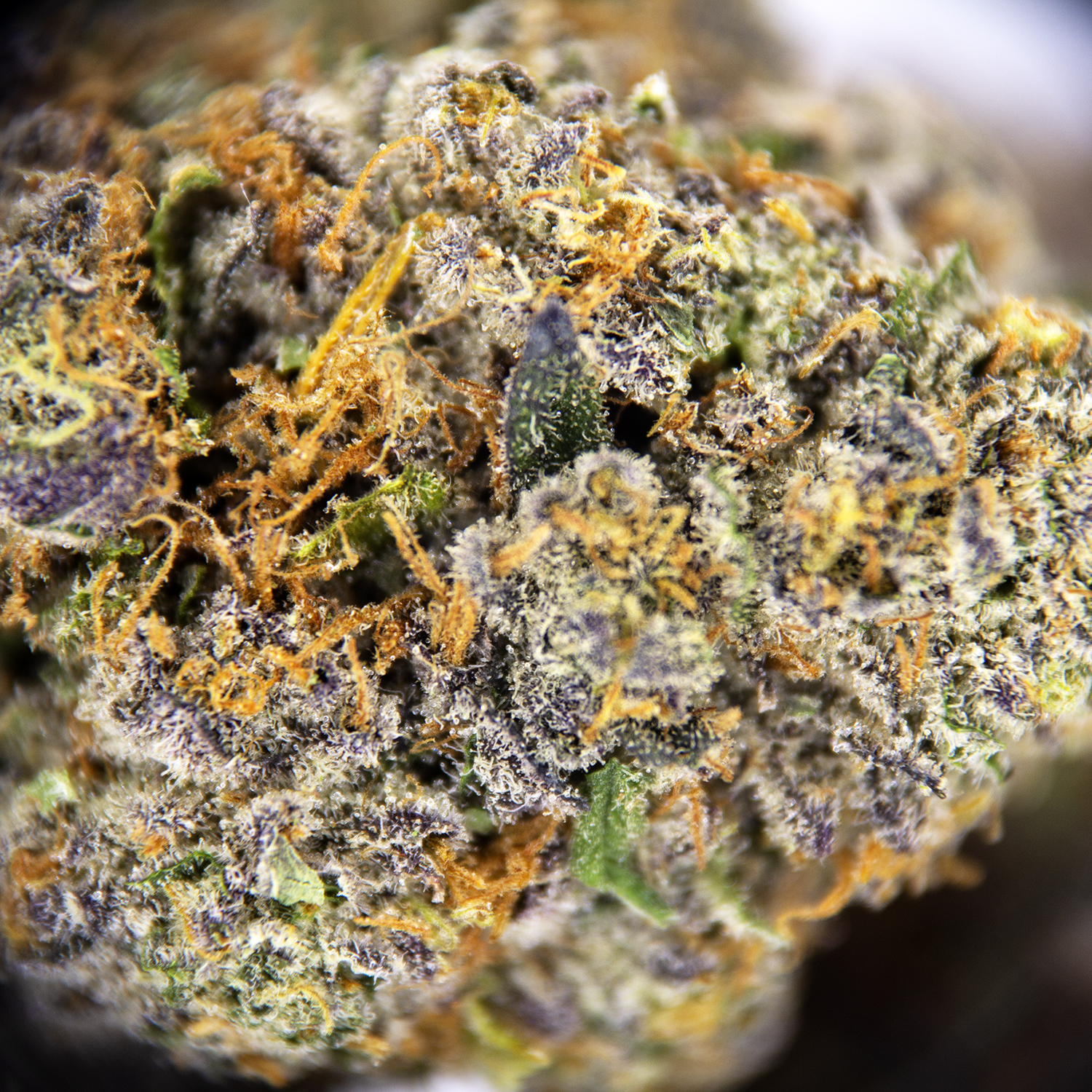 Chrome Dome AAA - Image 2