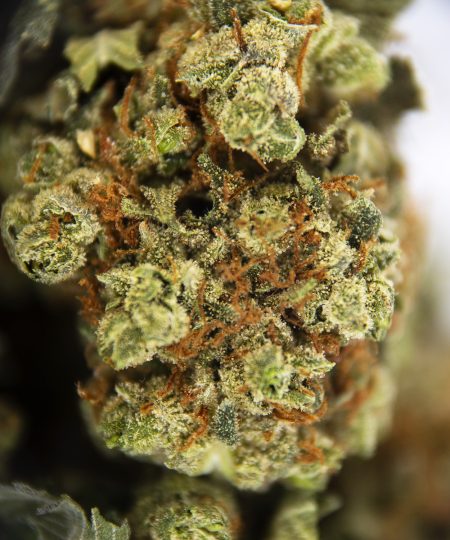 Alternative view of Cotton Candy AA
