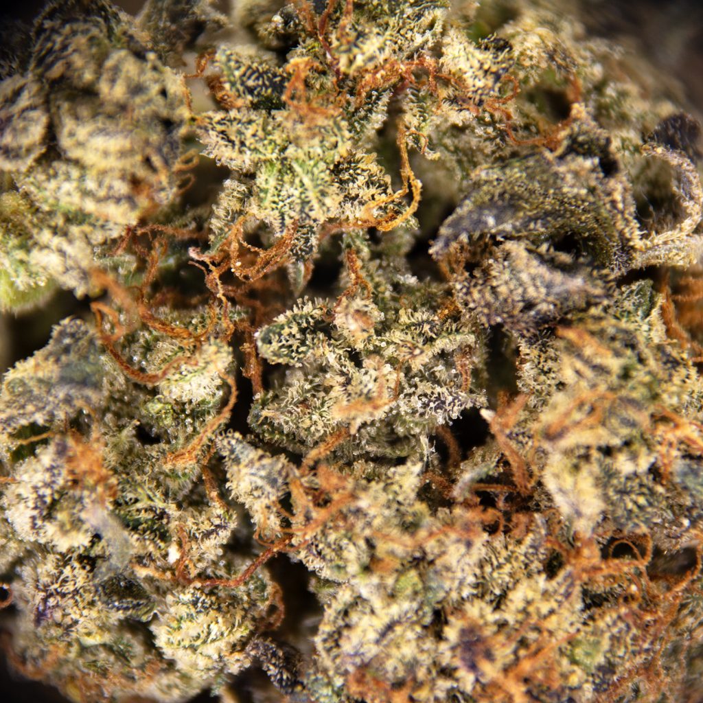 Rocket Chronic