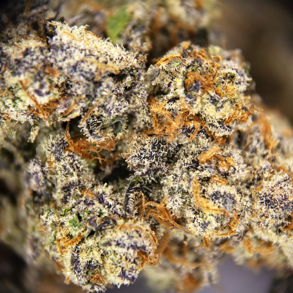 Rocket Chronic