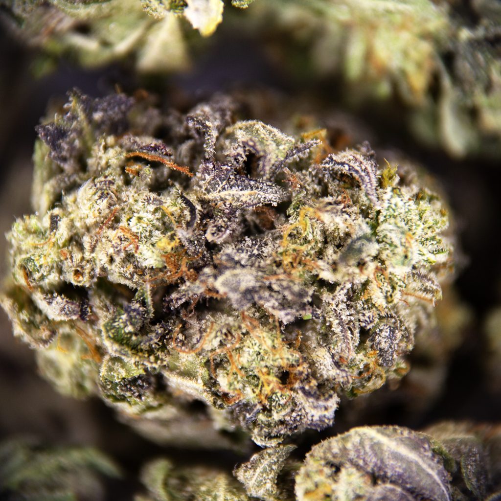 Rocket Chronic