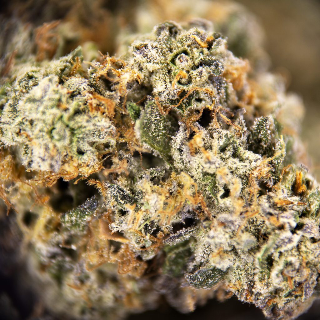 Rocket Chronic