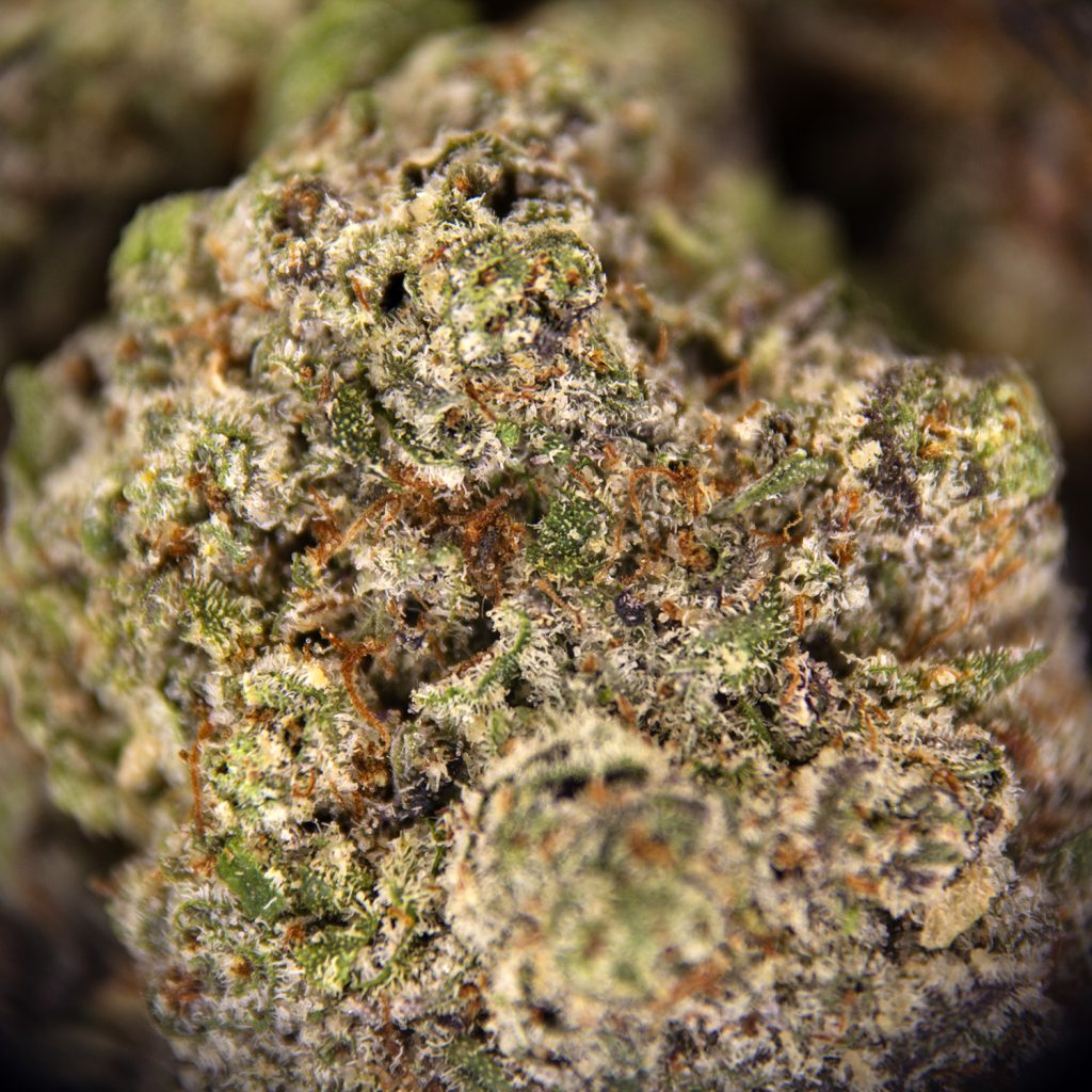 Rocket Chronic