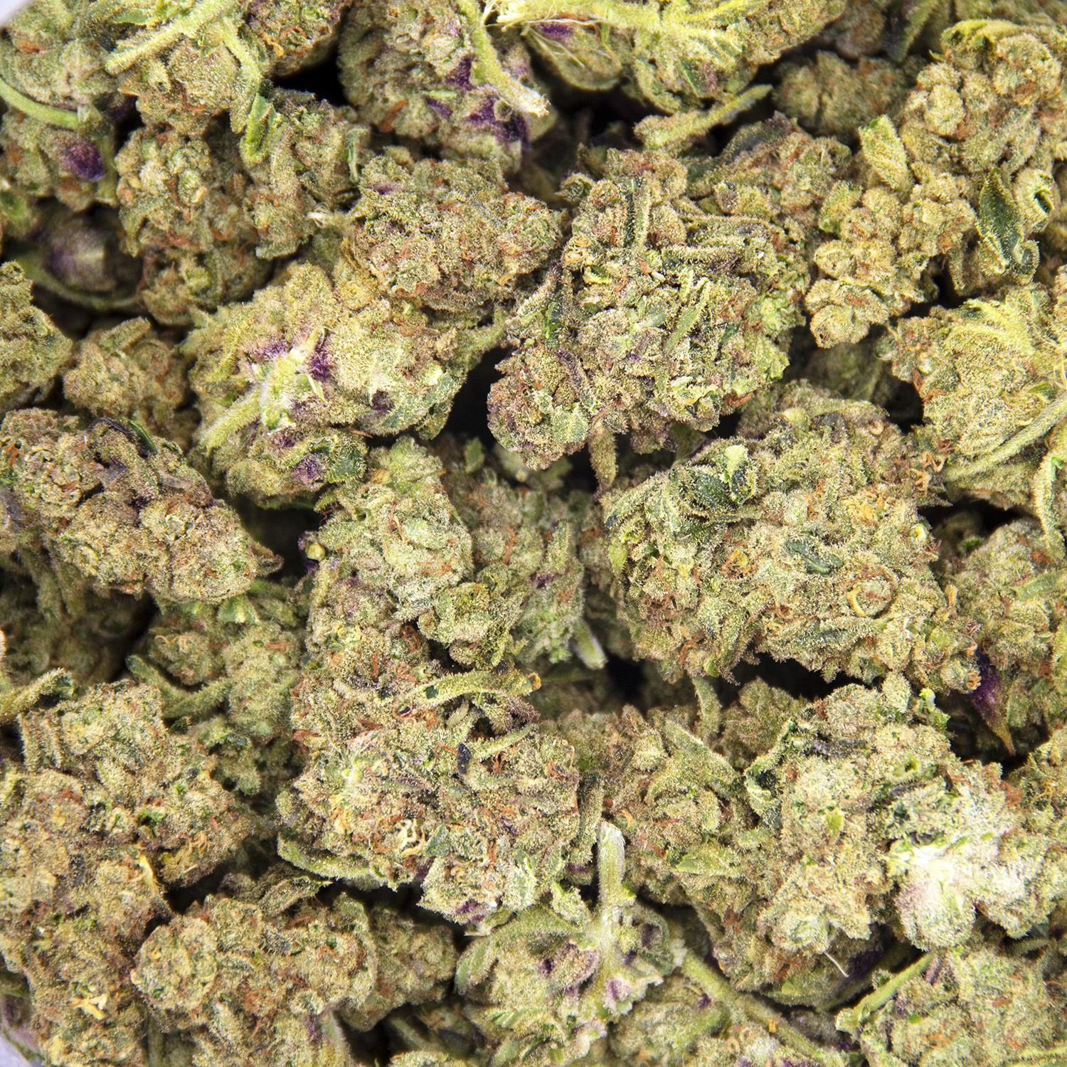 Lemon Zest AA - Image 3