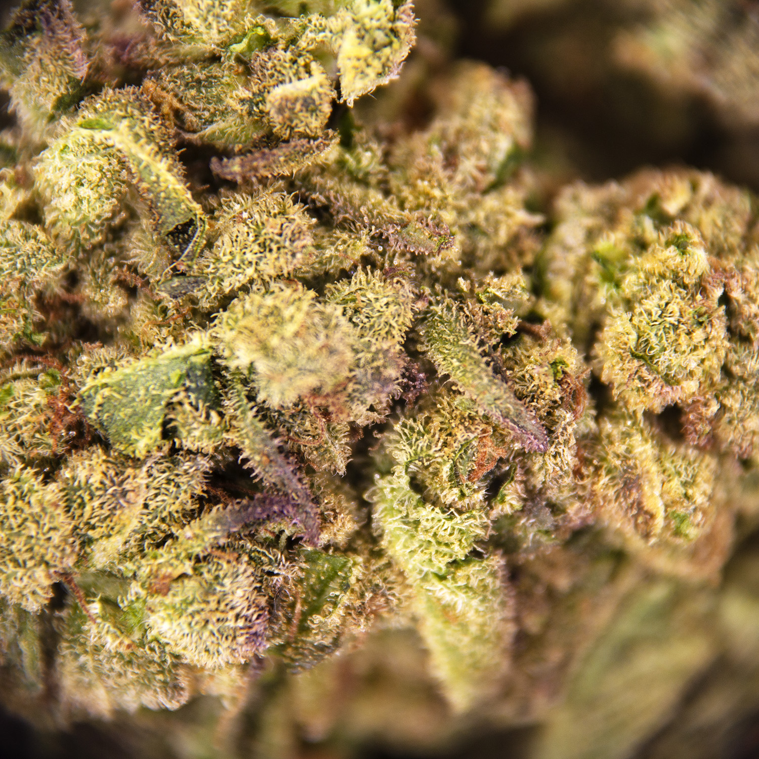 Lemon Zest AA - Image 2