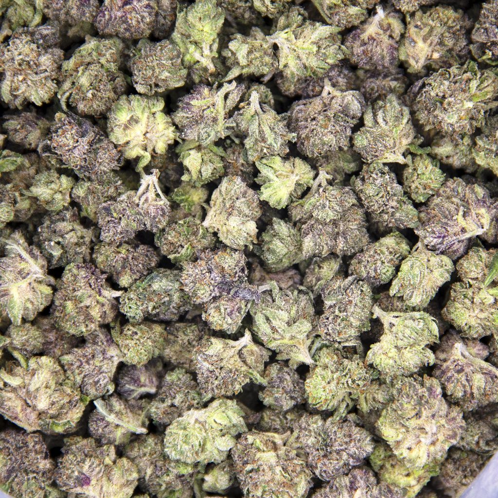 Rocket Chronic