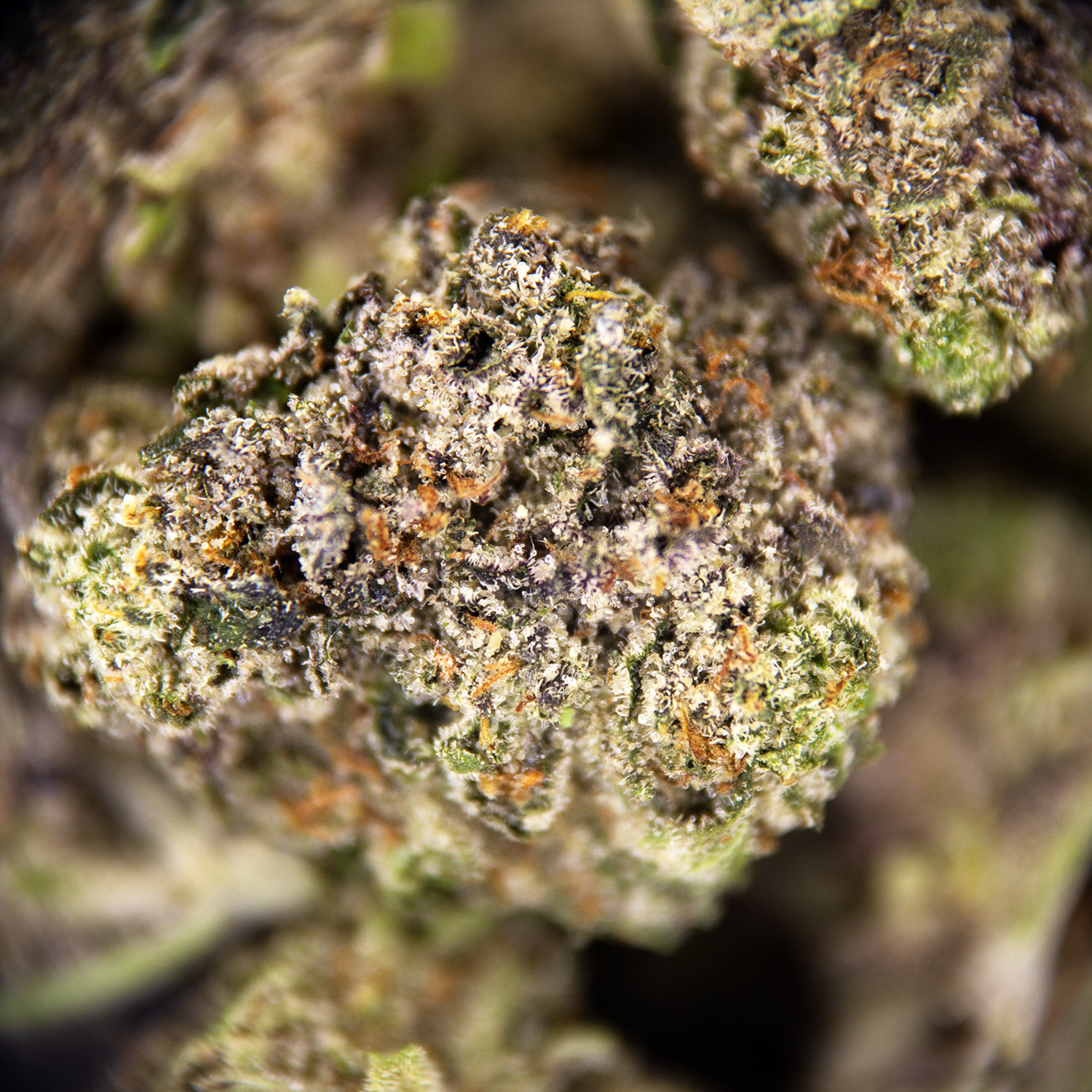 Purple Kush (popcorn) - Image 4