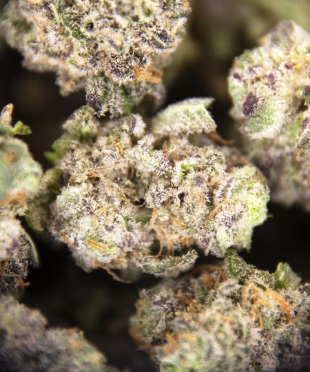 Alternative view of Purple Milk (popcorn) AAA