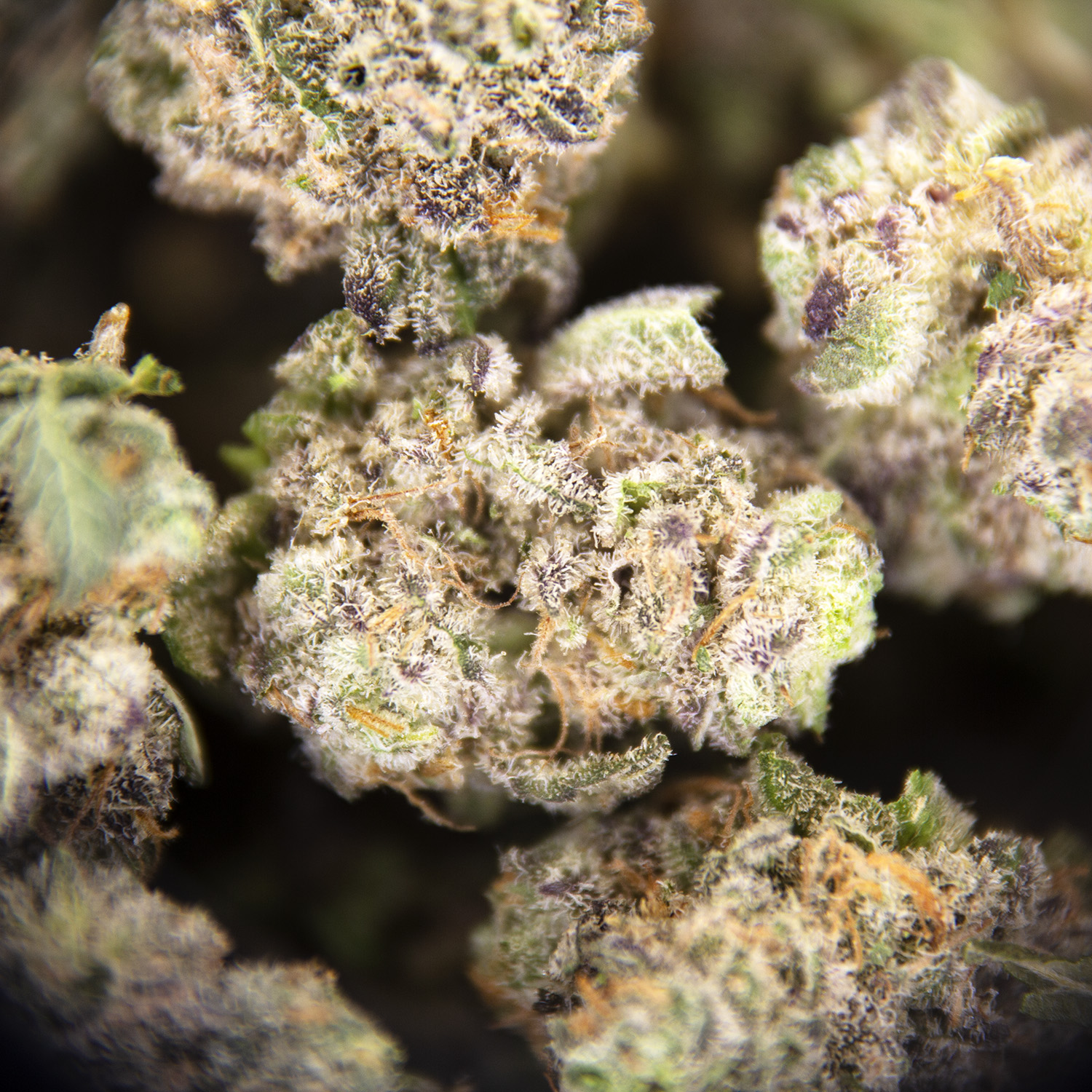 Purple Milk (popcorn) AAA - Image 2