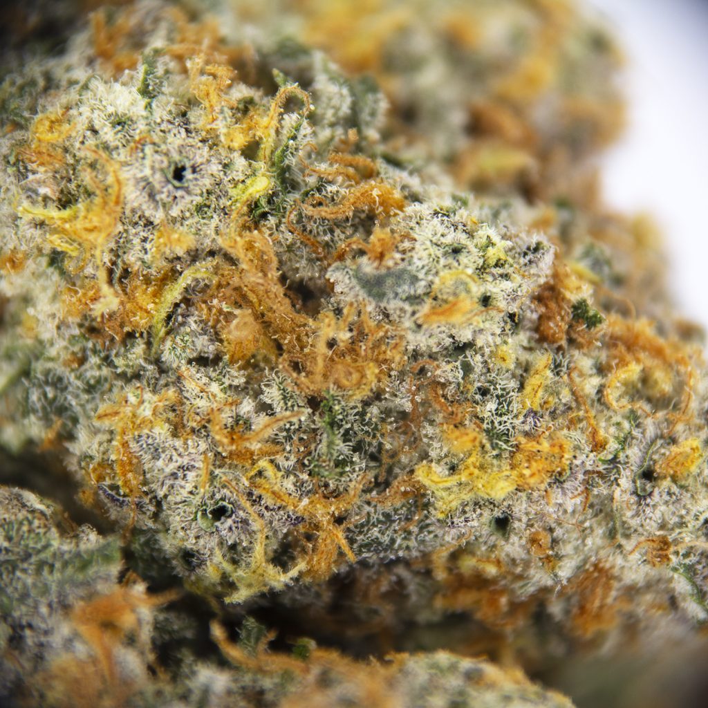 Rocket Chronic