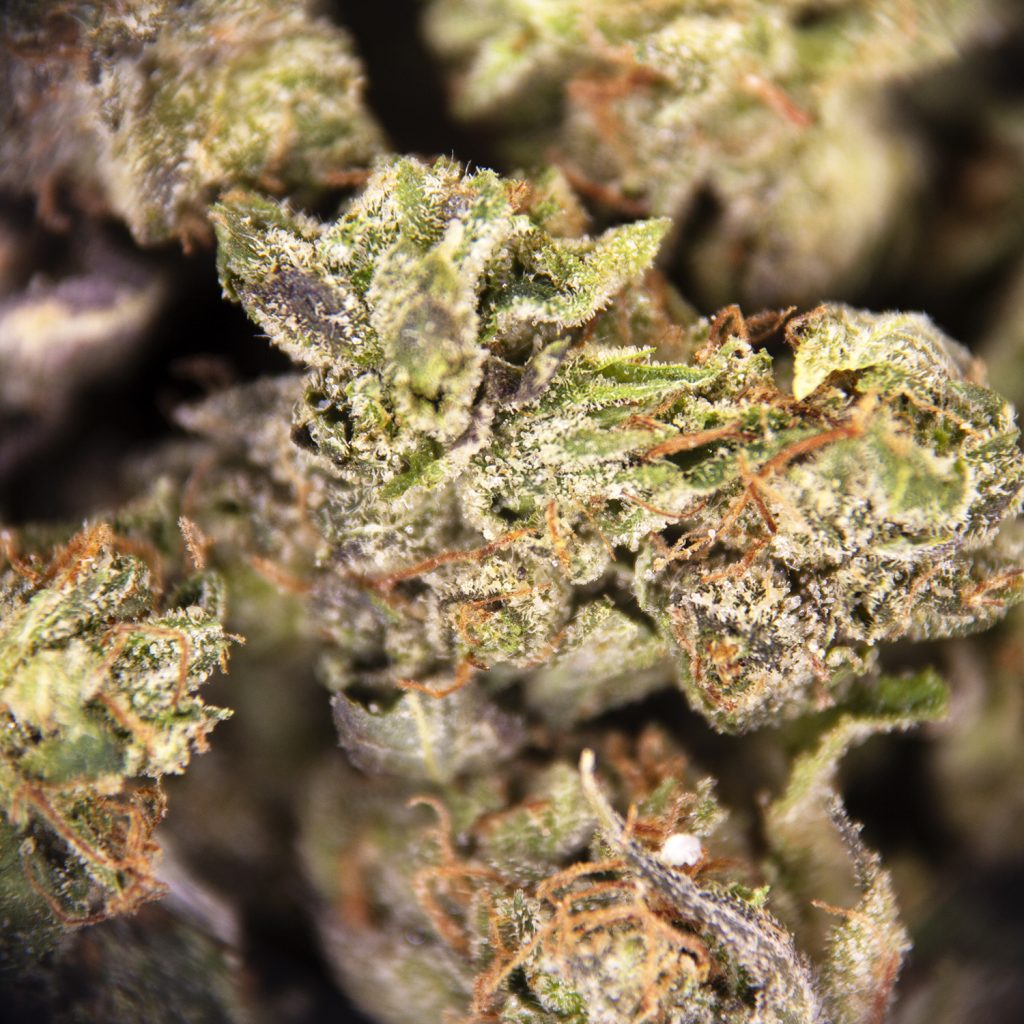 Rocket Chronic