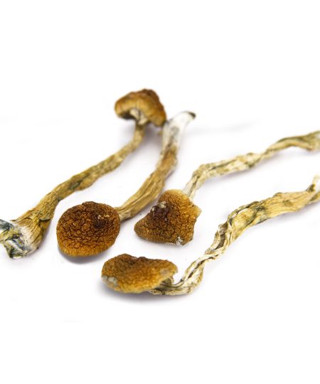 Skinny Golden Teacher