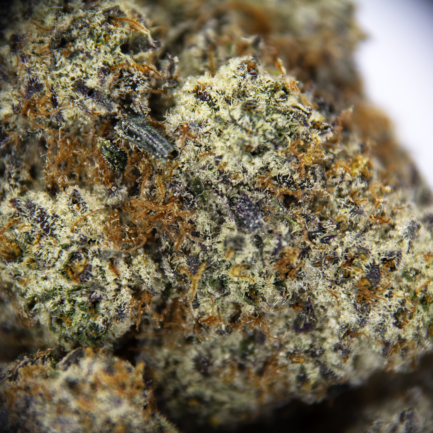 Slurricane AAAA - Image 2