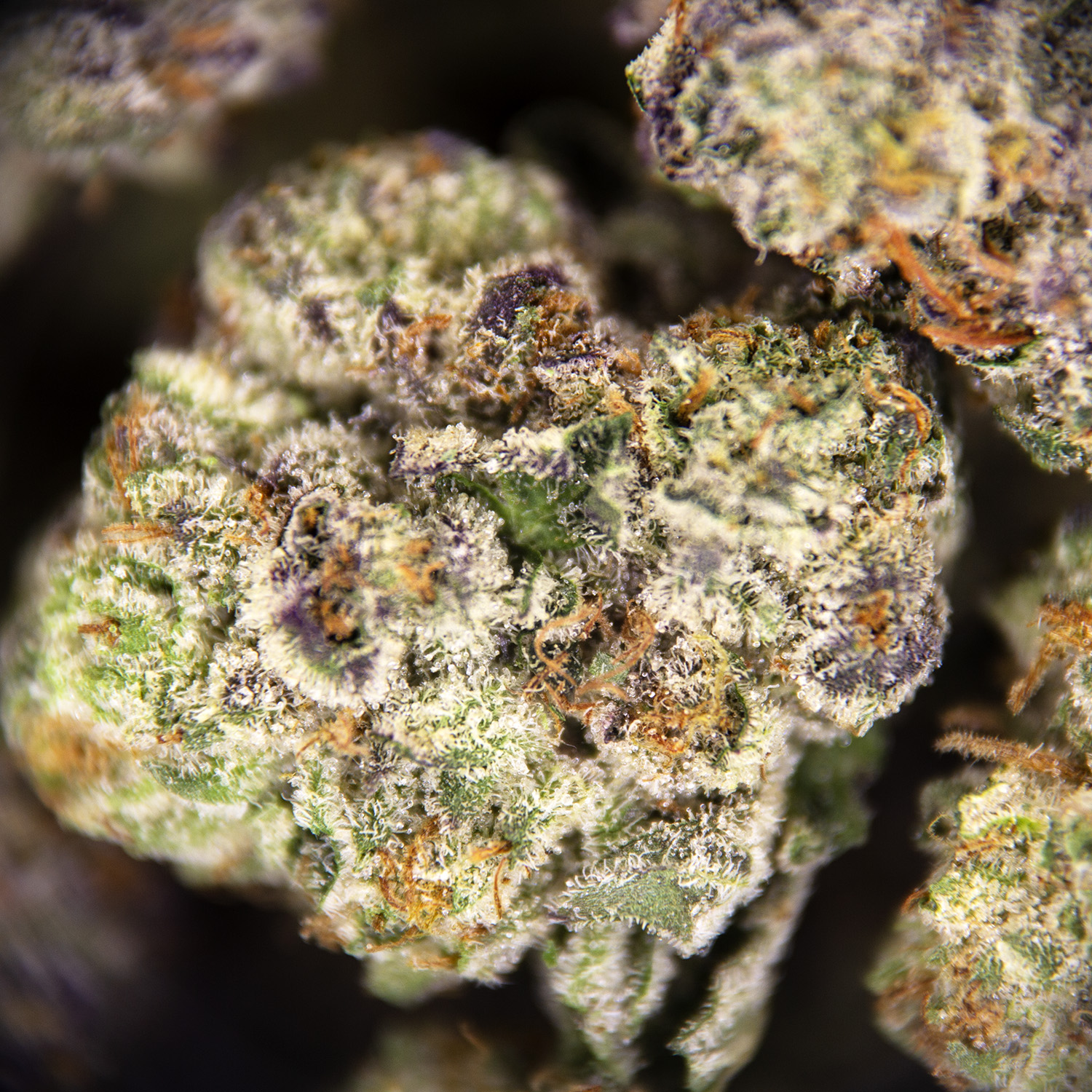 Sophie's Breath (smalls) AAA - Image 3