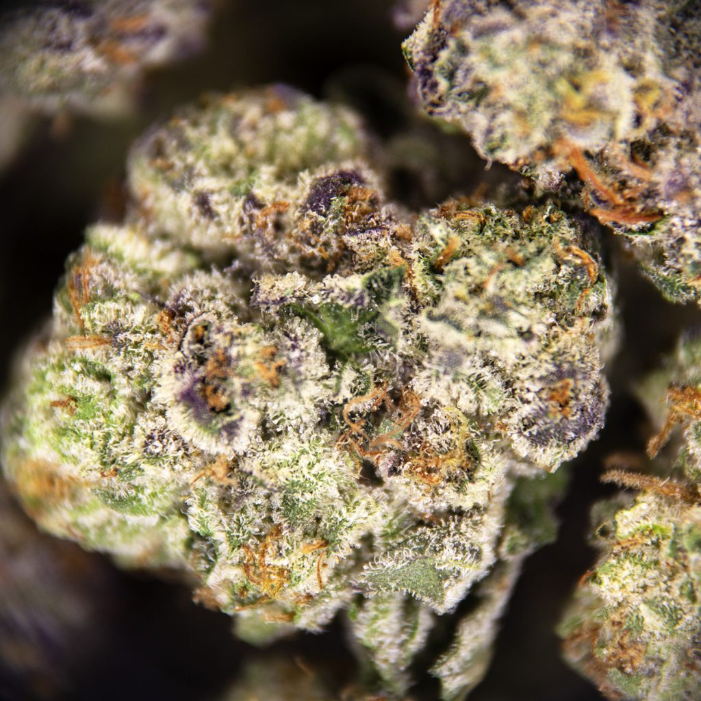 Rocket Chronic