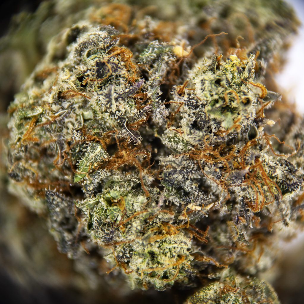 Rocket Chronic