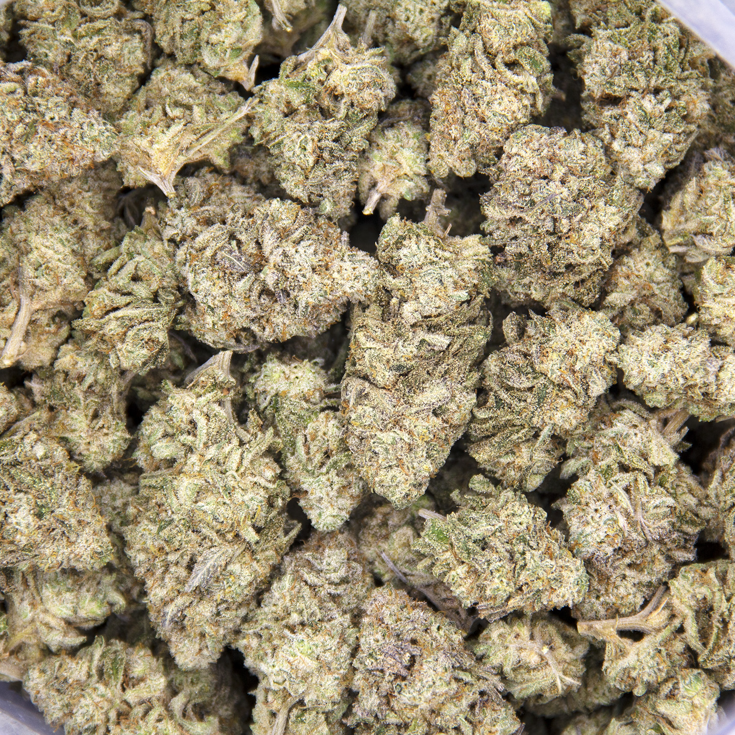 Thin Mint (mediums) - Image 3