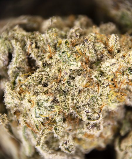 Alternative view of Thin Mint (mediums)