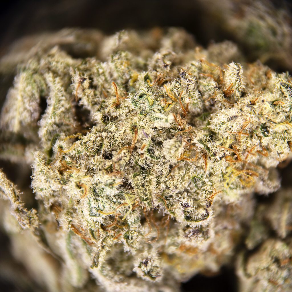 Rocket Chronic