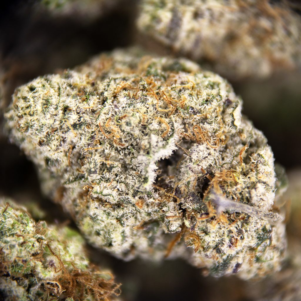 Rocket Chronic