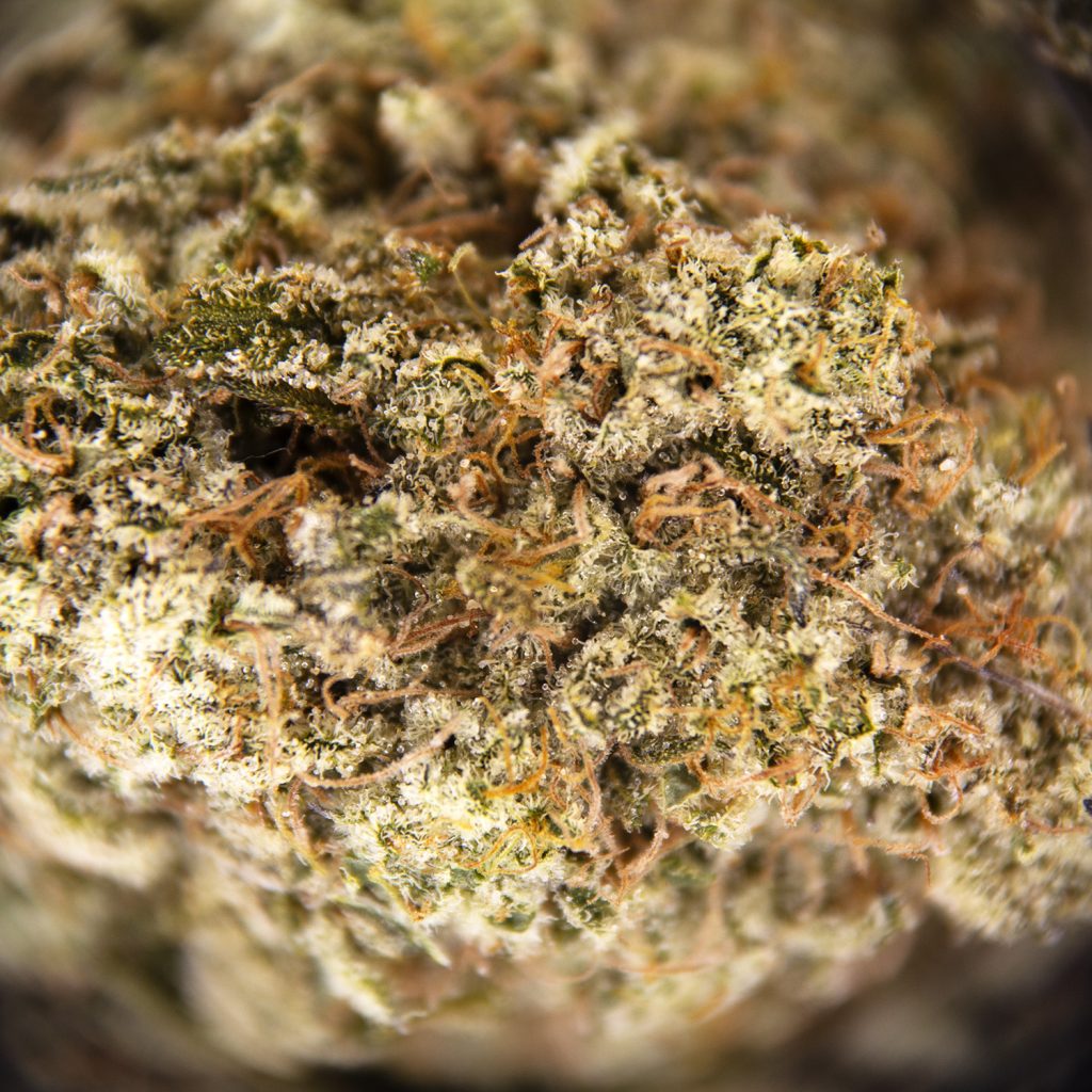 Rocket Chronic
