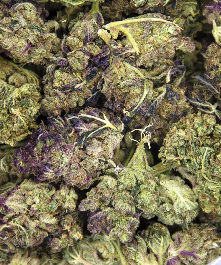 Alternative view of Zookies AA