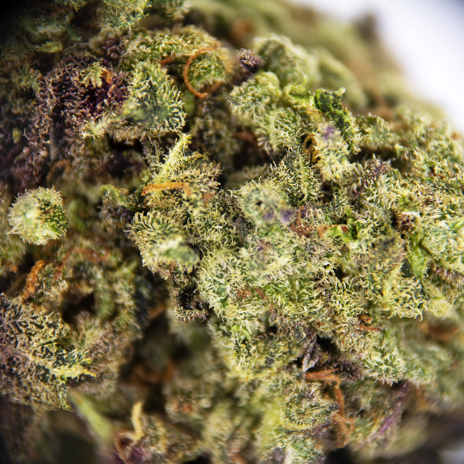 Zookies AA - Image 3