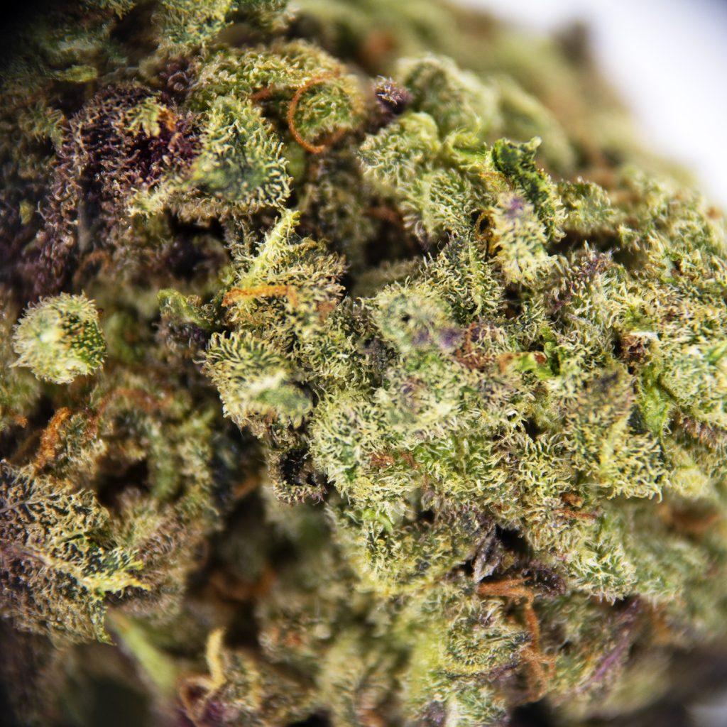 Rocket Chronic