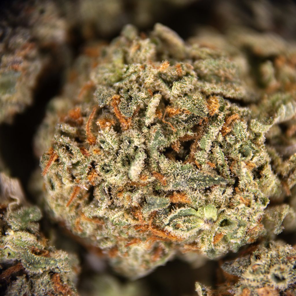 Rocket Chronic