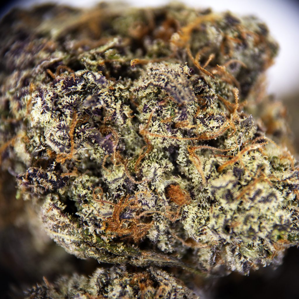 Rocket Chronic