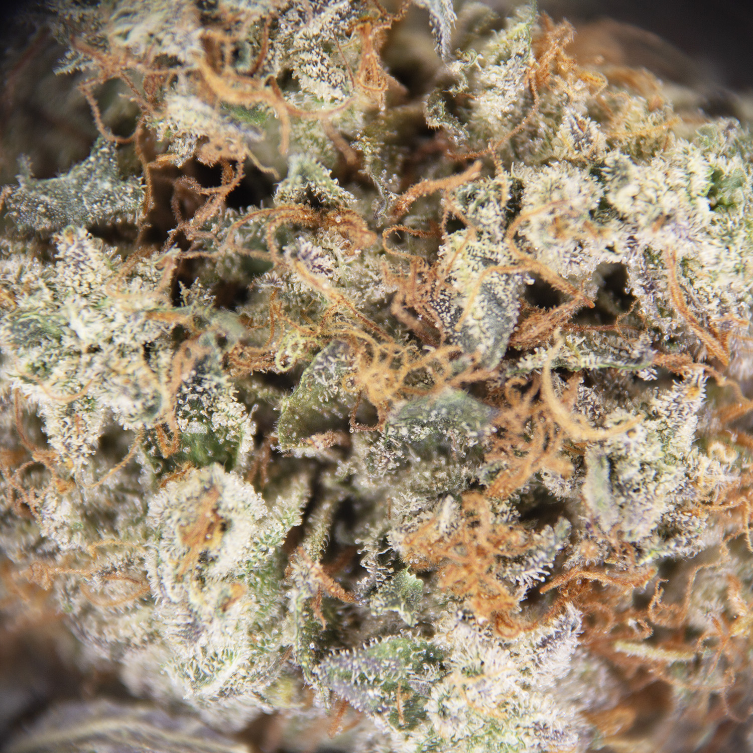 Bubba Kush AAA- - Image 2