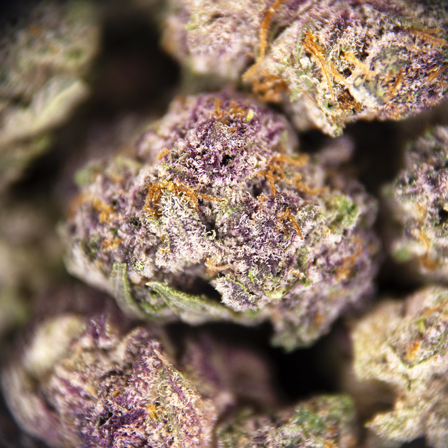 Cherry Haze (smalls) AAA - Image 2